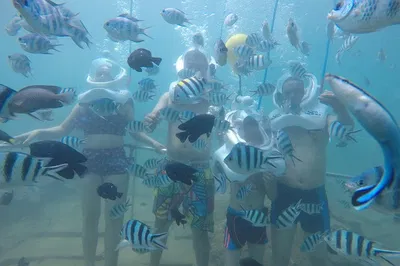Cham Island: Sea Trek & Snorkel Speedboat Adventure