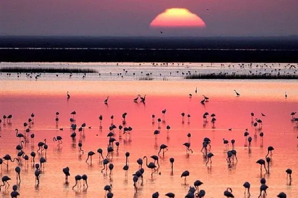 Doñana National Park: Discover Spain's Wildlife Paradise