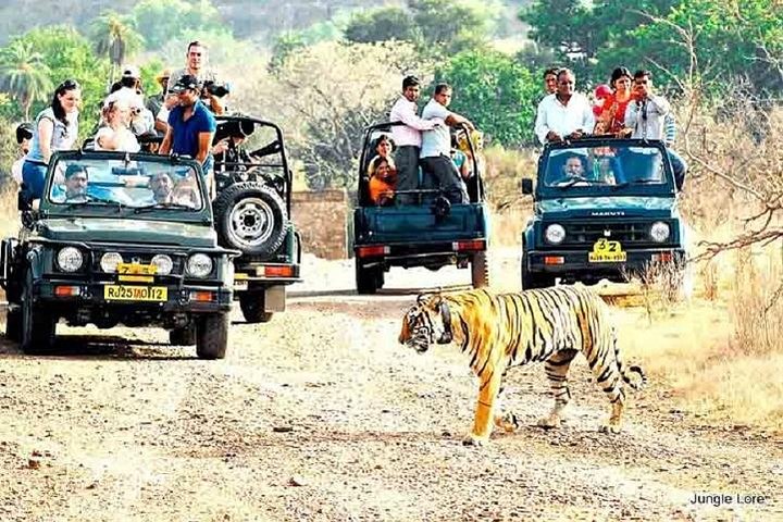 Roar into Adventure: Private Ranthambore Wildlife Safari with Expert Guides