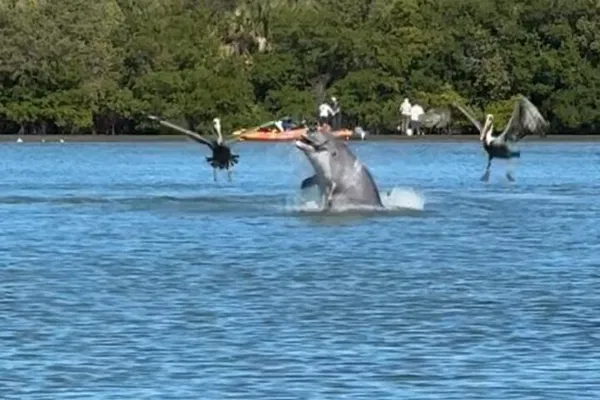 Dolphin & Mangrove Kayak Tour - Fort Pierce Sandbar!