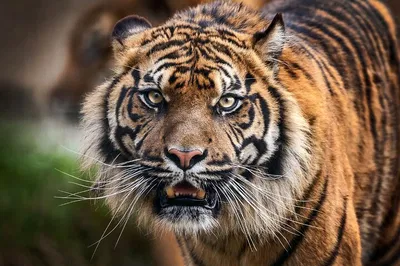 Unveiling Royal Rajasthan: A Majestic 12-Day Tour with Taj Mahal & Wildlife
