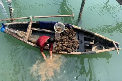 Hai Van Pass Eco-Adventure: Boat Tour, Oyster Tasting & Scenic Views