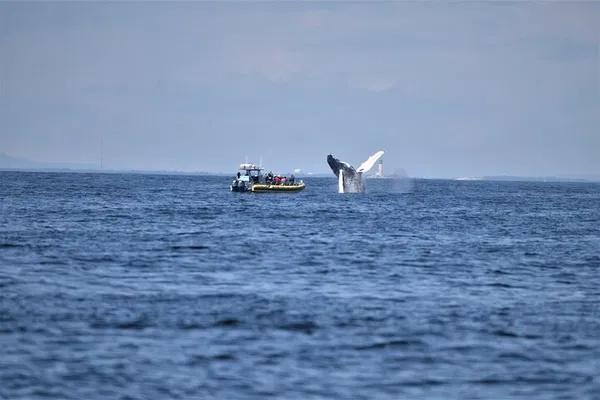 Portland, Maine: Whale Watching Tour - Guaranteed Sightings!