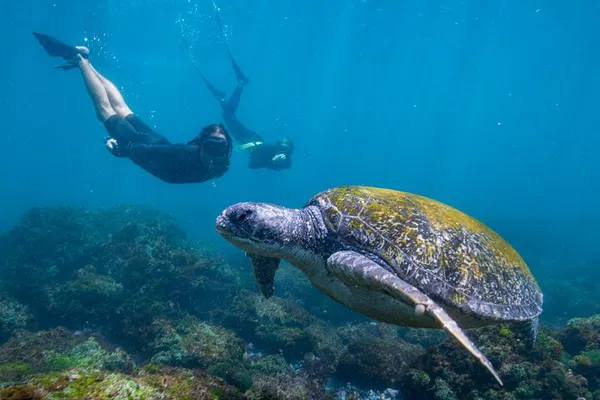Snorkel with Turtles: Gold Coast's Underwater Paradise