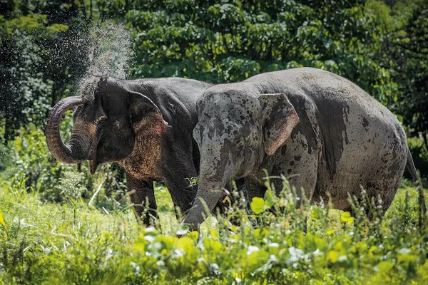 Ethical Elephant Encounters: A Sanctuary Visit in Phuket