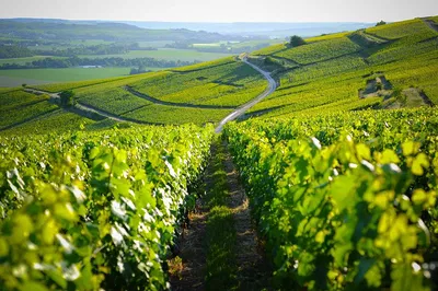 Champagne Region Excursion: Taste the Bubbles in Style!