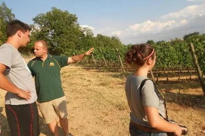 Montefalco Wine & Oil Immersion: Taste Umbria's Essence