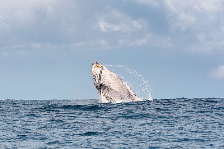 Up-Close Whale Encounters: Gold Coast's Safari-Style Adventure