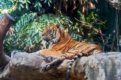 Jaipur Luxury Tour & Leopard Safari: Private Day Trip