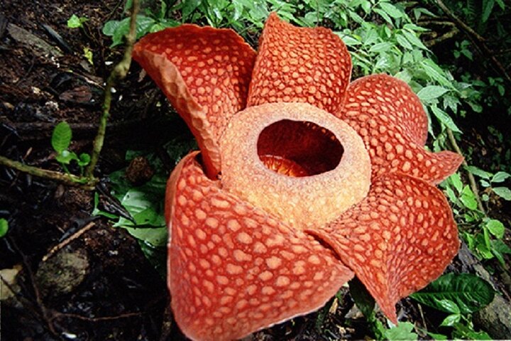 Khaosok Jungle Tour: Hike, Canoe & Temple Visit