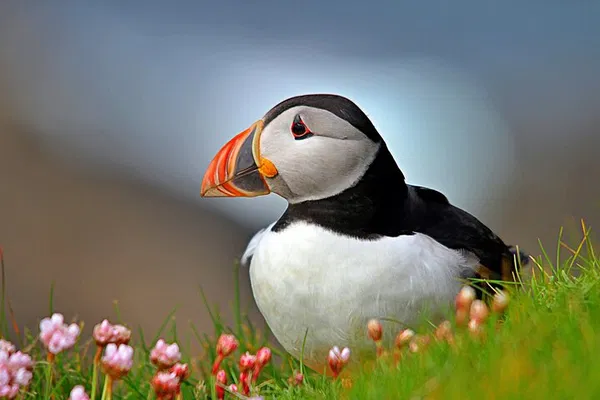 Puffin Boat Trip & Castle Day Trip from Edinburgh