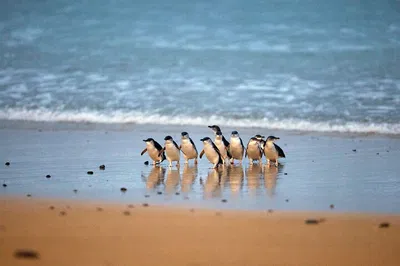 Melbourne's Coastal Wonders: Phillip Island & Brighton Beach Private Tour