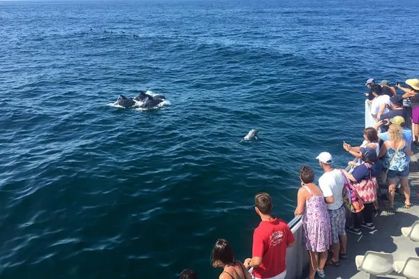 Cape May Dolphins: Witness Pods of Wonder on an Unforgettable Water Tour!