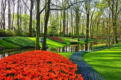 Discover Tulip Paradise: A Luxury Tour from The Hague to Keukenhof