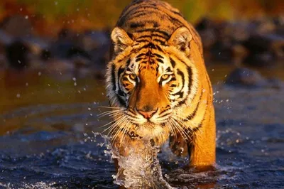 Golden Triangle & Ranthambore: 7-Day Tiger Safari & Cultural Immersion