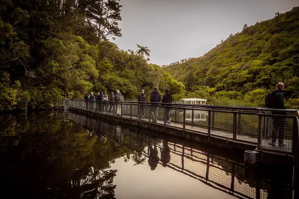 Zealandia Twilight Tour: Witness Wellington's Wildlife Awakening