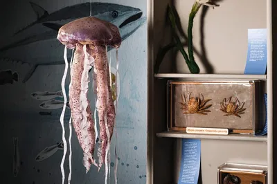 Unveiling Nature's Poetry: Radici Museum Ticket in Palermo