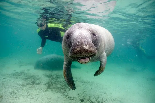 Exclusive Manatee Encounter: Private Swim Adventure in Crystal River