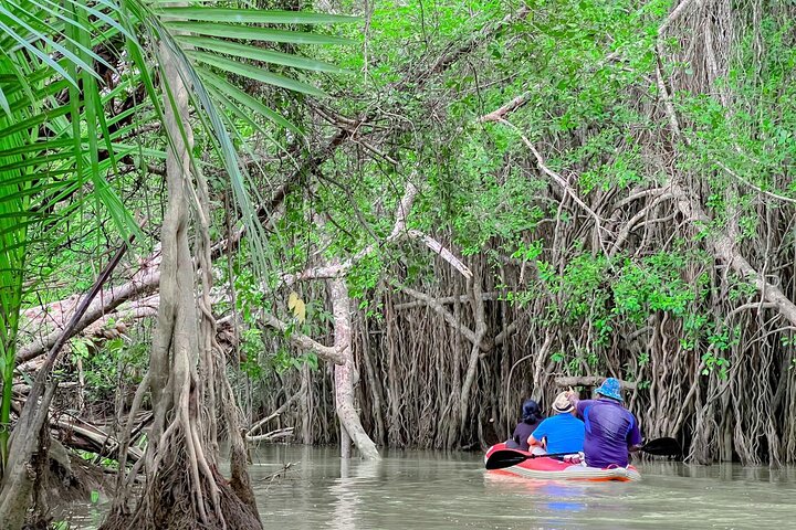 Unveiling Khao Lak's Hidden Gem: A Canoe Adventure in Little Amazon