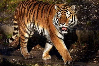 Ranthambore Tiger Safari: A Thrilling Wildlife Expedition from Jaipur