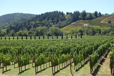 Napa Valley: Personalized Wine Tour from San Francisco