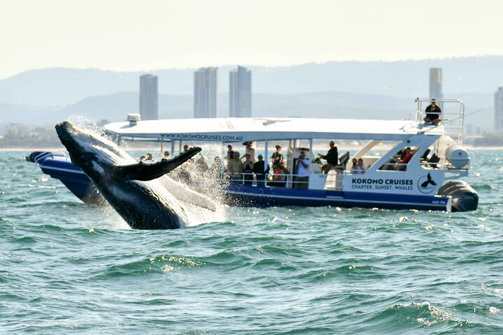 Gold Coast Whale Watching: GUARANTEED Sightings!