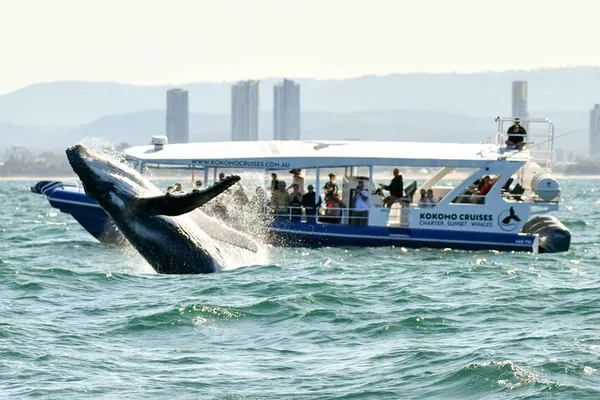 Gold Coast Whale Watching: GUARANTEED Sightings!