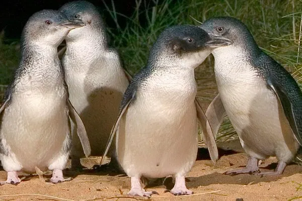Exclusive Phillip Island Penguin Parade: A Personalized Wildlife Adventure