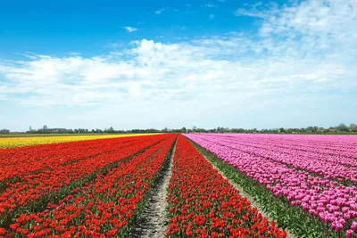 Unforgettable TulipFields of Holland Tour: A Seasonal Floral Paradise!