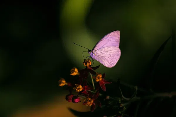 Enchanting Escapade: Butterfly Sanctuary in Puerto Vallarta!