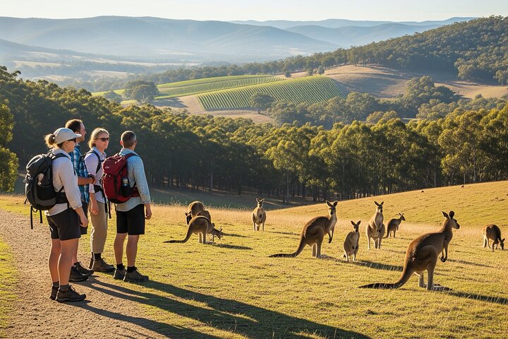 Kangaroos & Sunset Picnic: Melbourne Wildlife Hike!