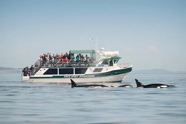 Victoria Whale Watching Tour: Covered Boat & Marine Biologists