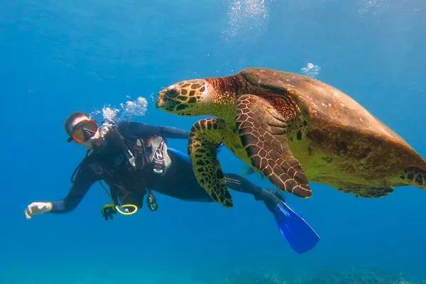 Discover Maui's Underwater Wonders: Beginner Scuba Diving Adventure