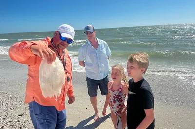 Island Paradise Eco-Tour: Dolphins, Shells, and Birds Await!