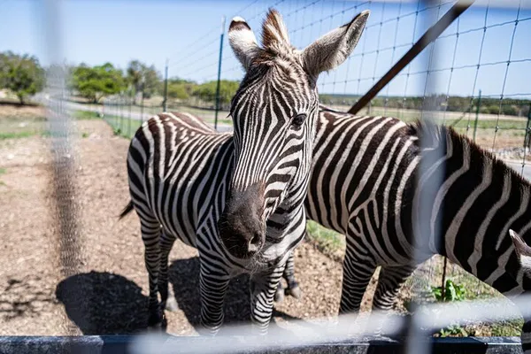 Fredericksburg Safari & Wine Tour: See Exotic Animals!