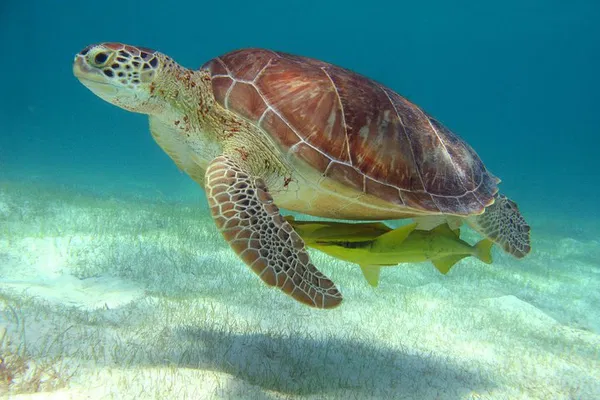 Cancun: Turtle Snorkel & Cenote Adventure