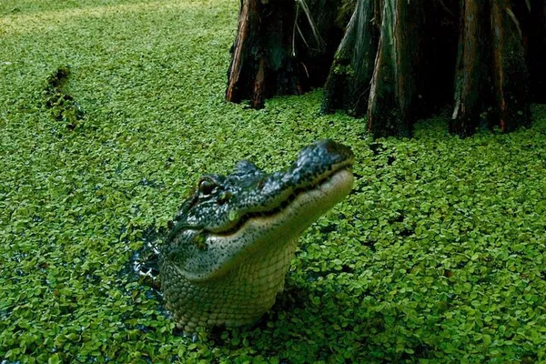 Louisiana Swamp Adventure: Private Airboat Tour