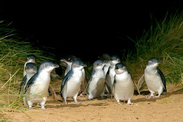 Witness the Penguin Parade: A Phillip Island Wildlife Adventure