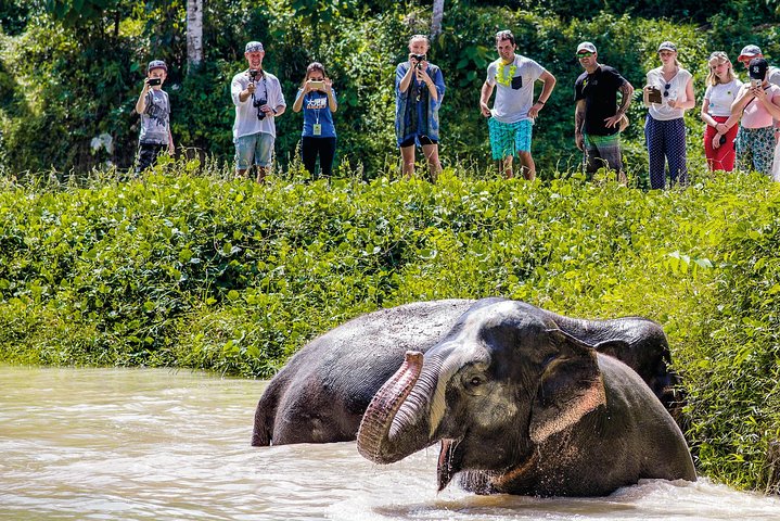 Phuket Elephant Sanctuary: Ethical Morning Visit