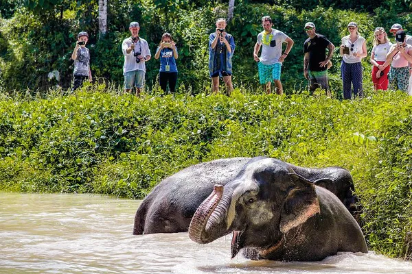 Phuket Elephant Sanctuary: Ethical Morning Visit
