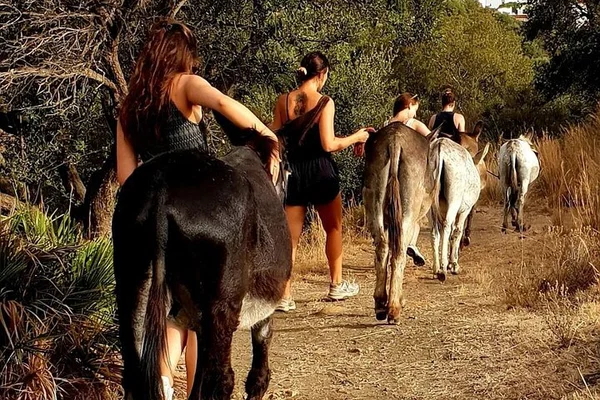 Escape to Donkey Dreamland: A Heartwarming Sanctuary Tour & Walk