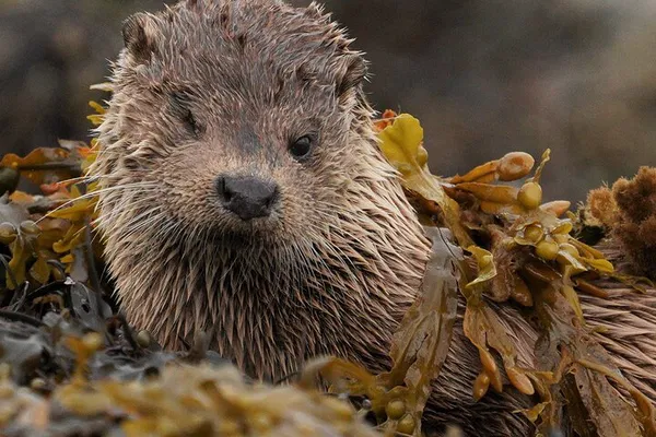 Skye Wildlife Safari: Vehicle, Walks & Photo Fun!