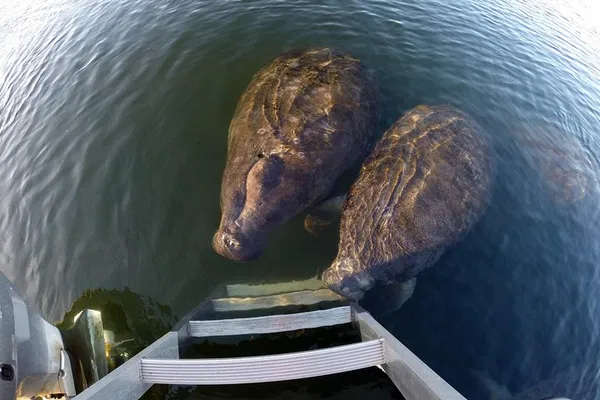 Swim with Gentle Giants: An Intimate Manatee Encounter