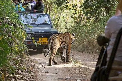 Ranthambore Tiger Safari: A Thrilling Private Day Trip from Jaipur