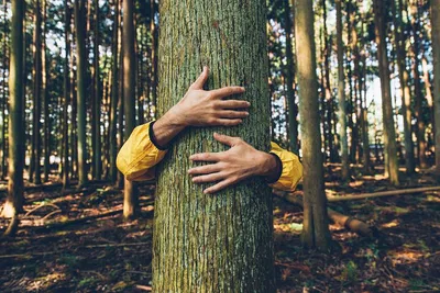 Etna's Volcanic Forest Bathing: Rejuvenate Mind & Body
