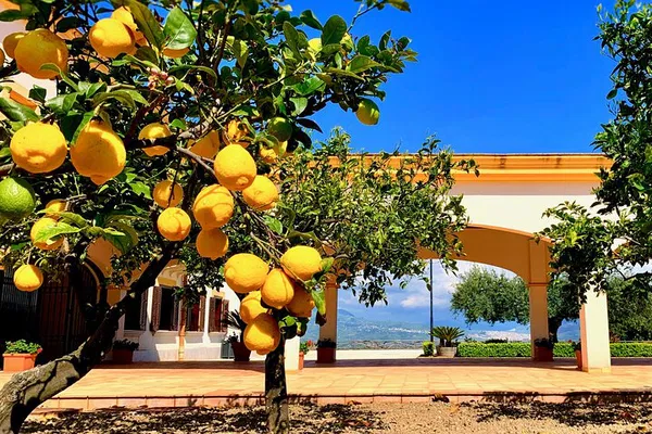 Palermo to Selinunte: Unveiling Ancient Sicily with Olive Oil Delights