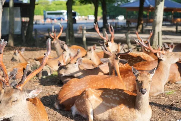 Nara Early Morning Tour: Beat the Crowds!