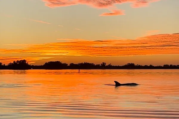 Dolphin Sunset Kayak Tour: Anna Maria Island, FL