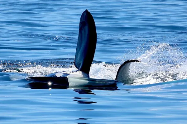 Victoria Whale Watching: Ultimate Marine Wildlife Tour