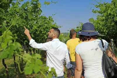 Unveiling Garda's Terroir: Biodynamic Farm & Natural Wine Tasting
